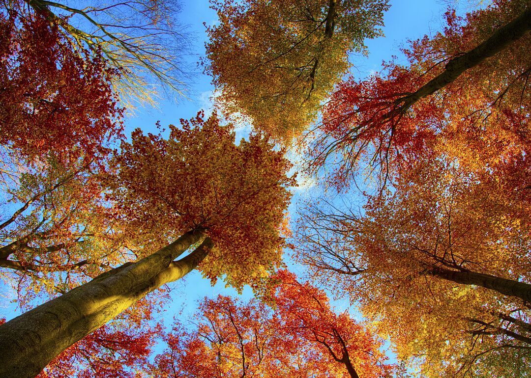 Answer: Tree #21